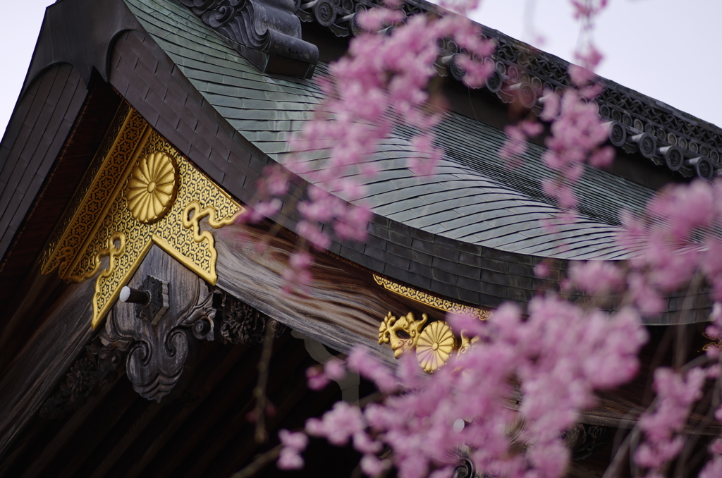 菊と桜(大覚寺唐門)