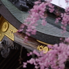 菊と桜(大覚寺唐門)