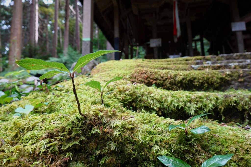 木霊のいる森