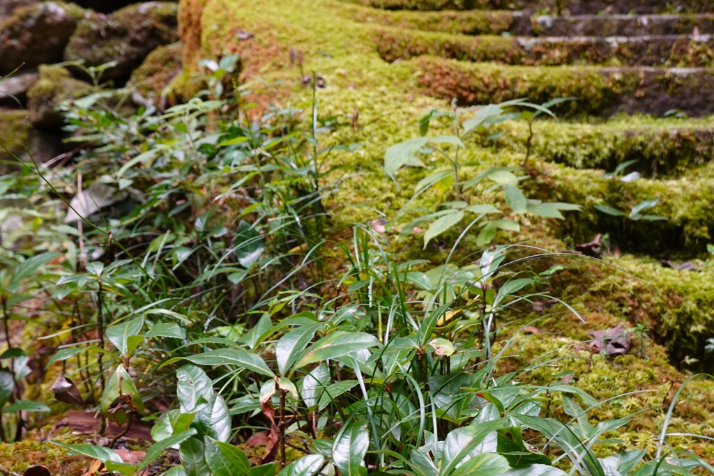 木霊のいる森