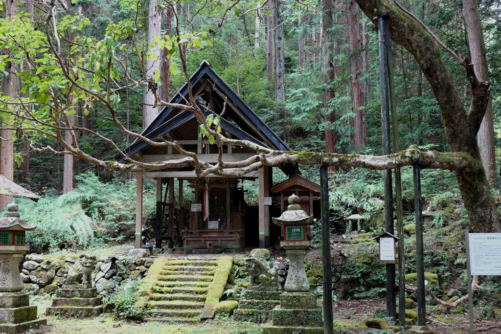木霊のいる森