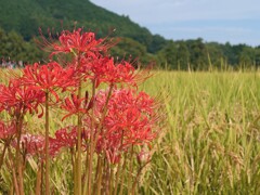 稲穂と彼岸花