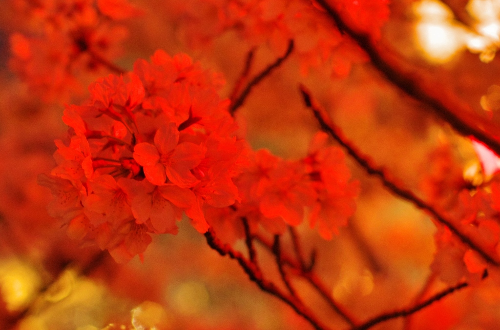 高田千本桜２