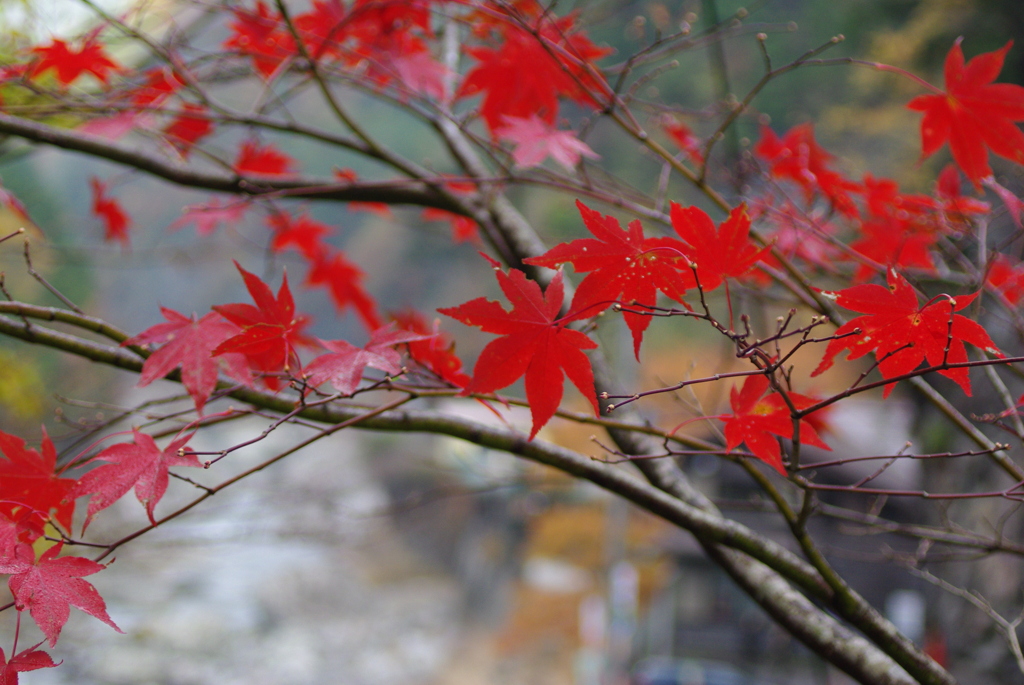 紅葉1