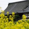橘寺