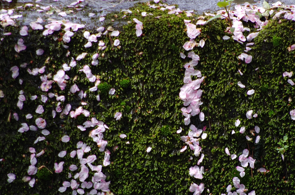 苔と桜