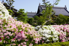 法雲寺　つつじ
