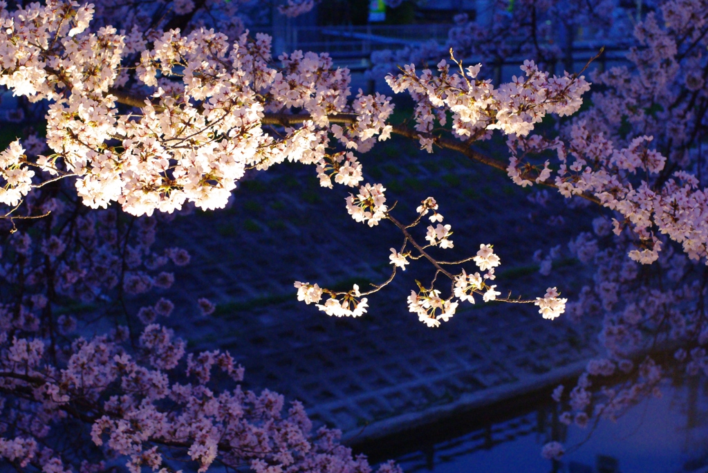 碧い光景