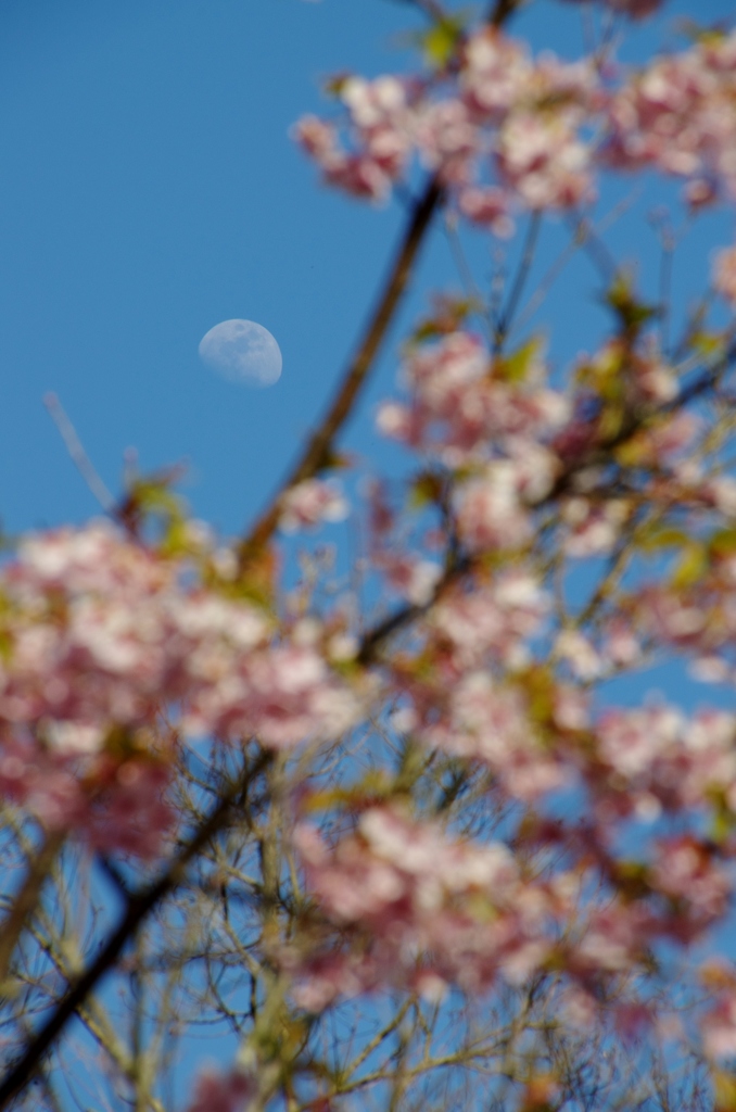 桜越しの月