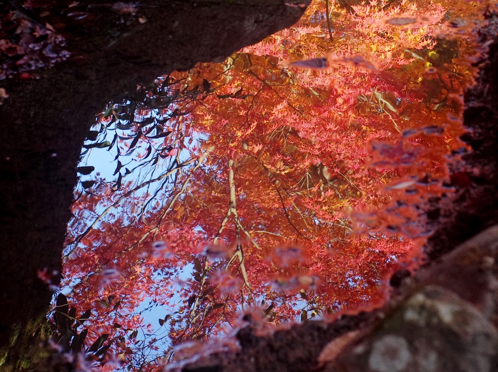 紅葉2