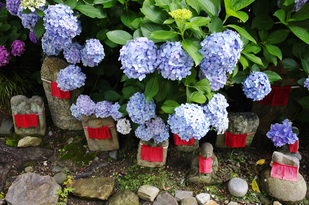 矢田寺8
