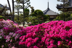 法雲寺　つつじ