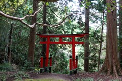 木霊のいる森