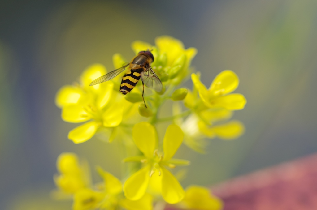 菜の花と蜜蜂