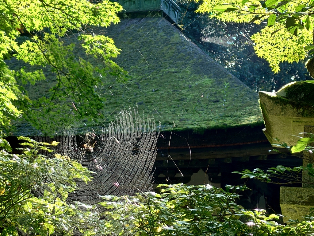 蜘蛛の巣