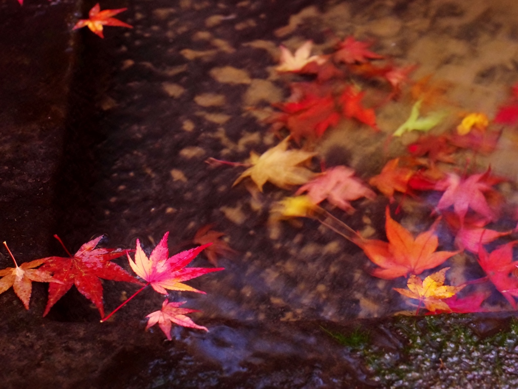 紅葉3