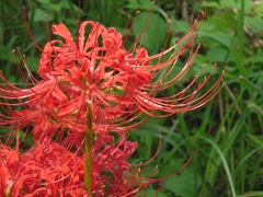 彼岸花