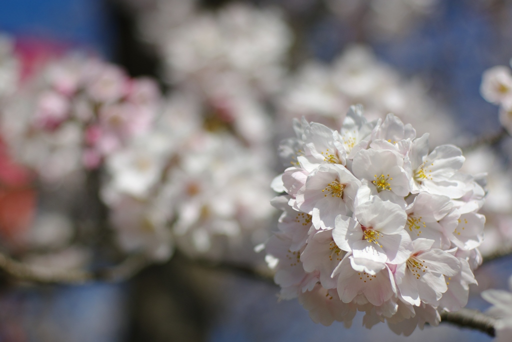 桜玉