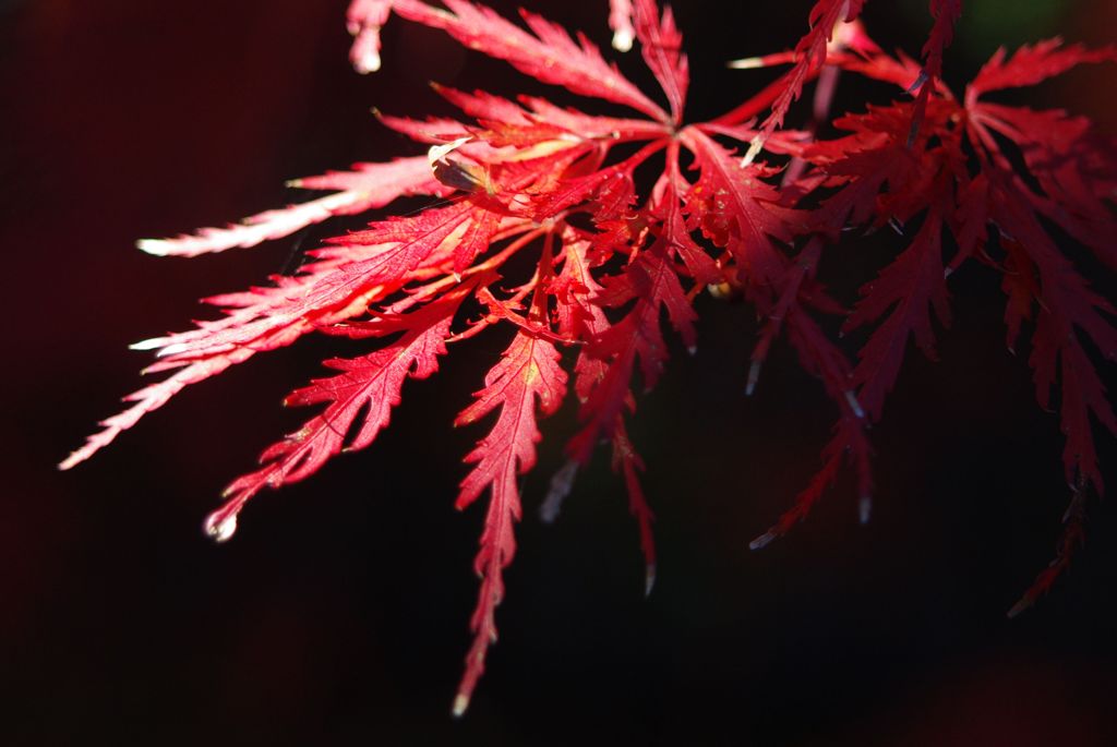 松尾寺の紅葉