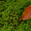 Autumn approaches