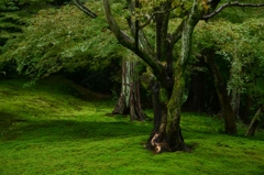Moss of Tofuku-ji