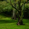Moss of Tofuku-ji