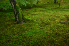 Moss of Tofuku-ji 5