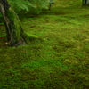 Moss of Tofuku-ji 5