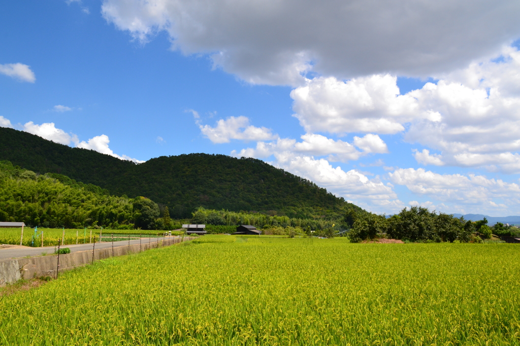 京都　広沢さんぽ