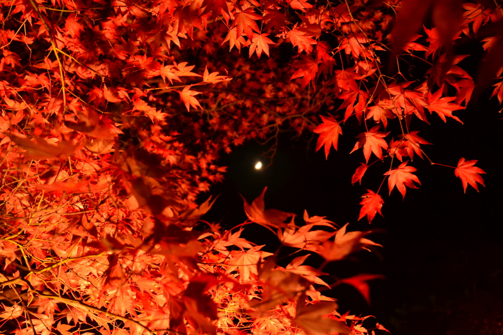 京都　宝厳院　