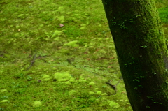 Moss of Tofuku-ji 3