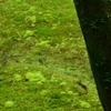 Moss of Tofuku-ji 3