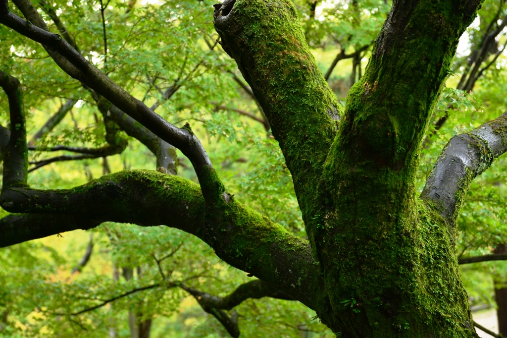 Moss of Tofuku-ji 2