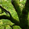 Moss of Tofuku-ji 2