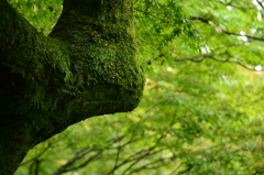 Moss of Tofuku-ji 4