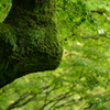 Moss of Tofuku-ji 4