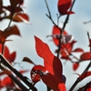 紅葉