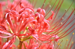 彼岸花
