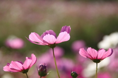 秋桜揺れて