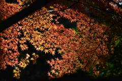 Kure-nai