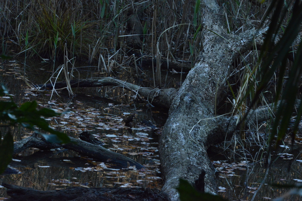 deep　tree