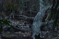 deep　tree