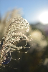 Miscanthus sinensis