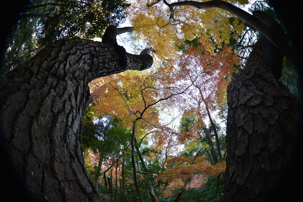 Goshin Boku "God Tree"
