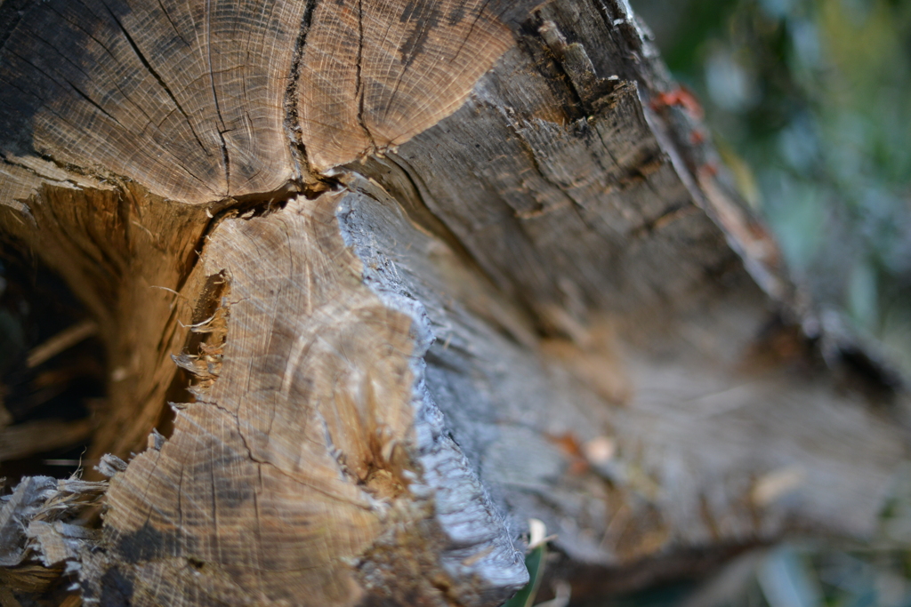 falling tree