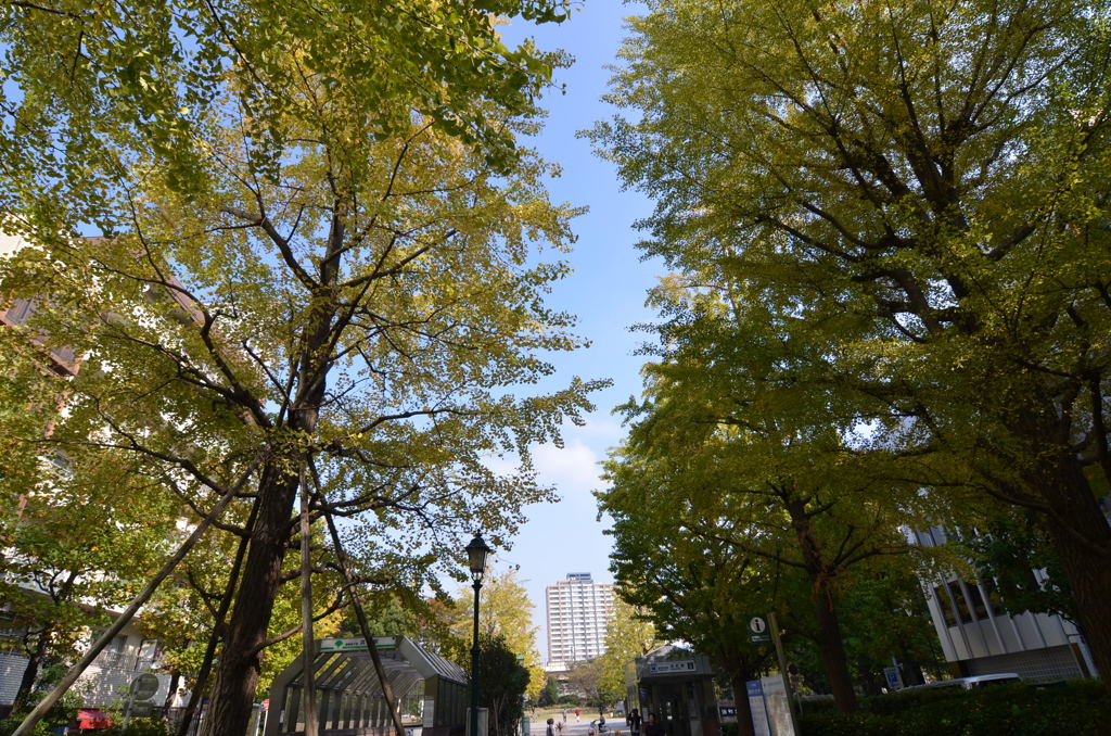 秋色2011