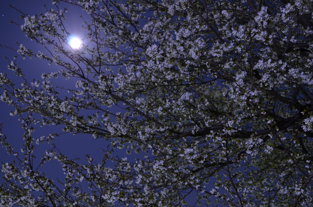 月と桜