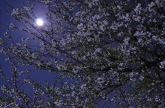 月と桜