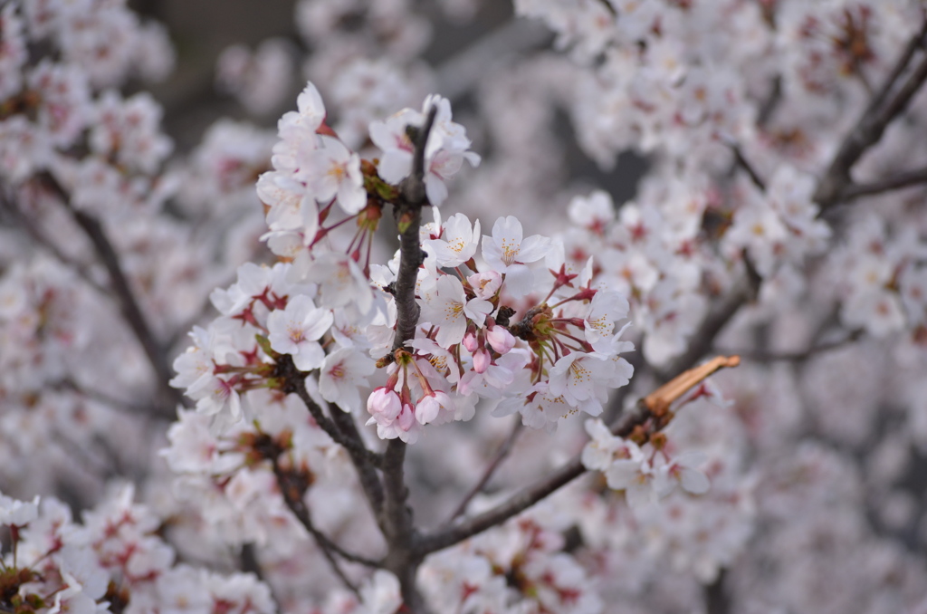 2012sakura