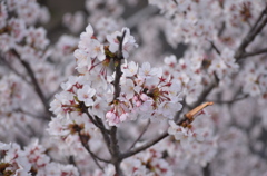 2012sakura